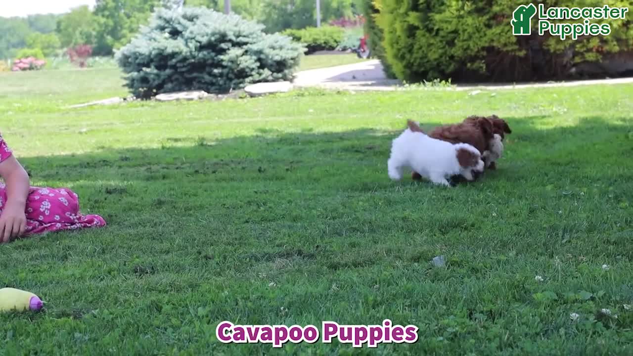 Cavapoo dogs for sale: Rupert - Video 1