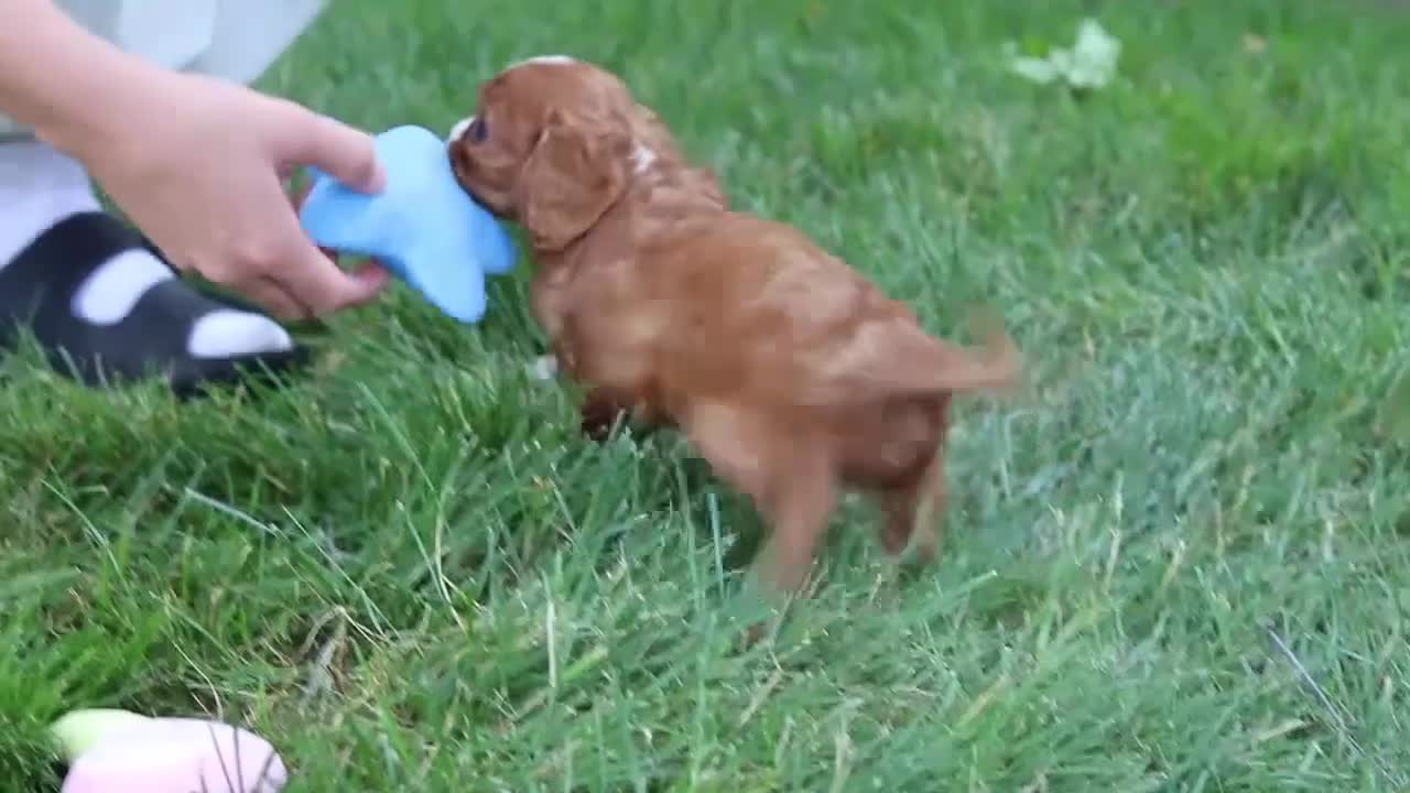 Cavalier King Charles Spaniel dogs for sale: Buddy - Video 1