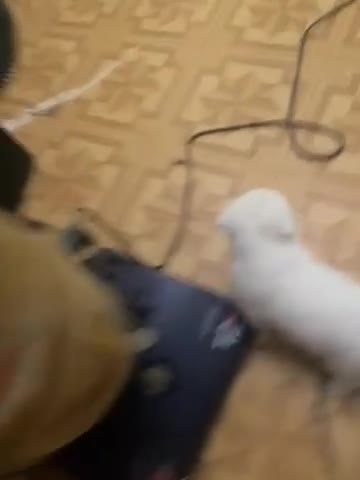 Mixed Breed dogs for sale: Mixed Breed 2 - Video 1