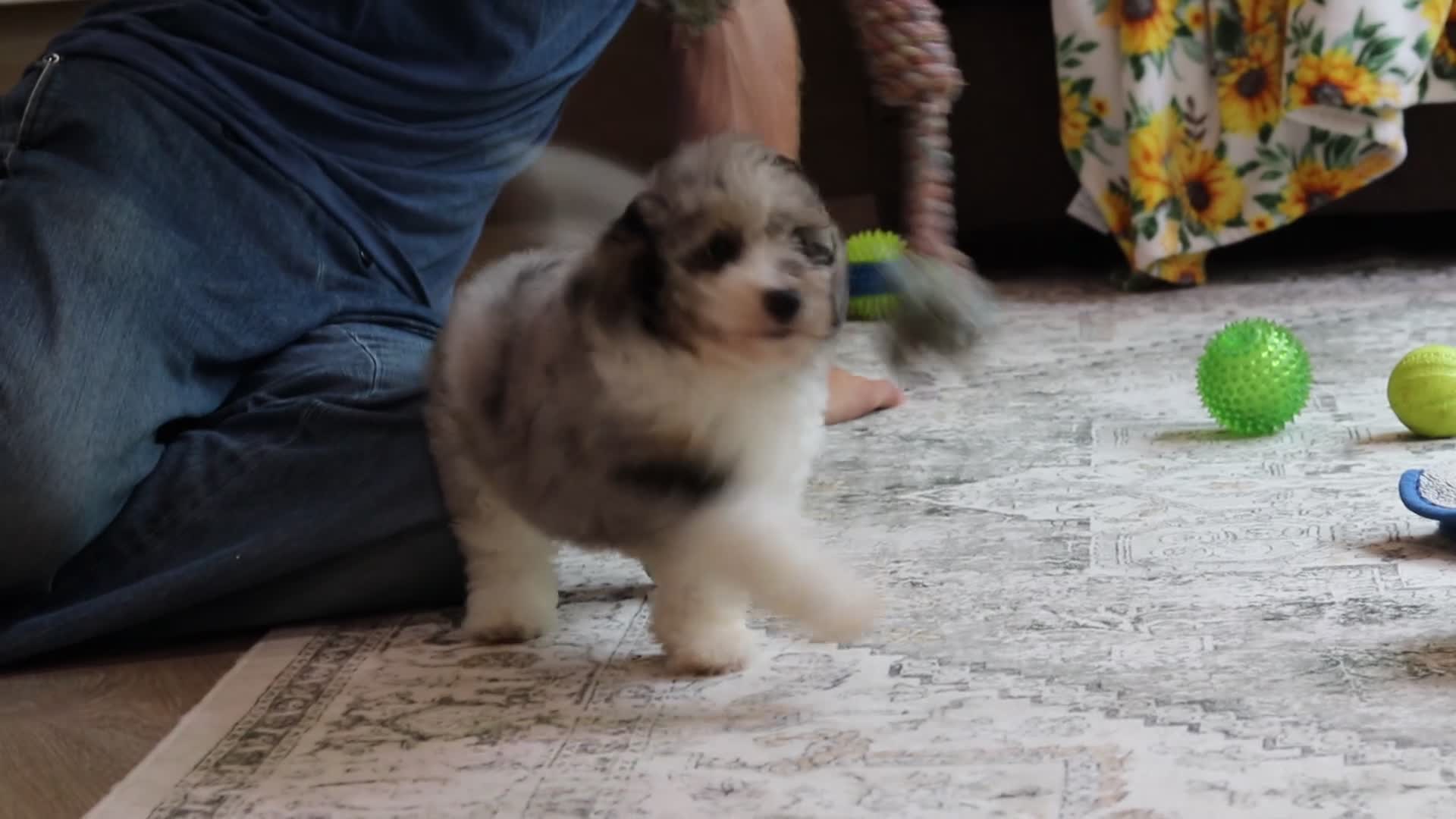 Miniature Poodle dogs for sale: Bandit (AKC) - Video 1