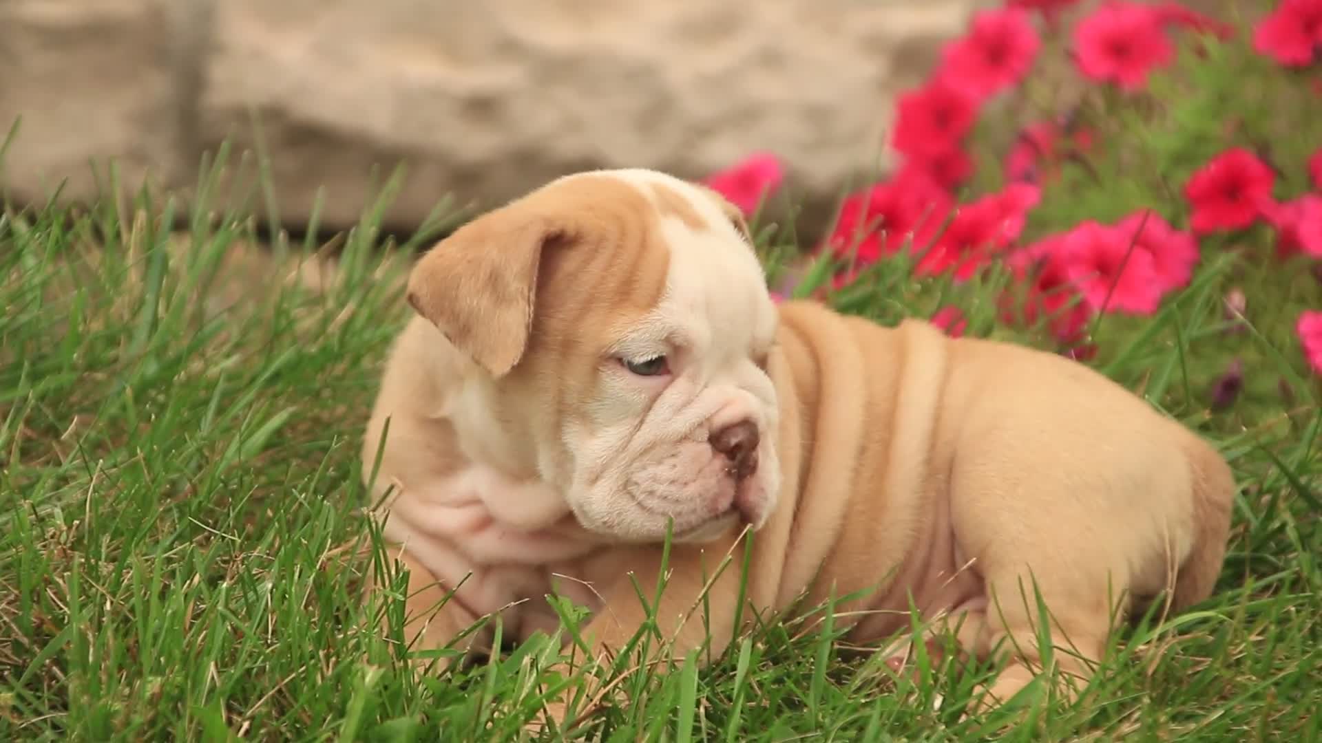 English Bulldog dogs for sale: Tonya English Bulldog  - Video 1