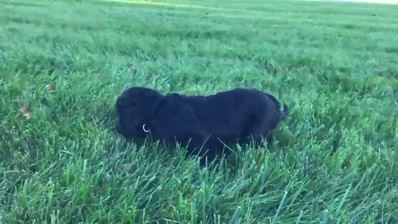 Goldendoodle dogs for sale: Dahlia  - Video 1
