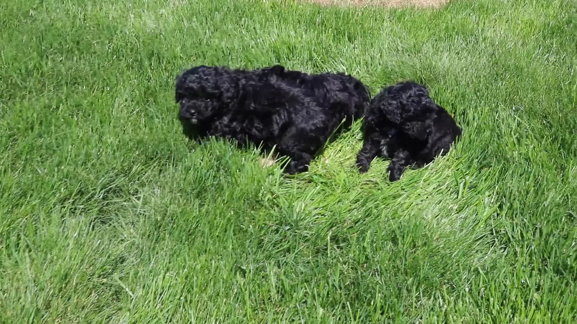 Toy Poodle dogs for sale: Silver - Video 2