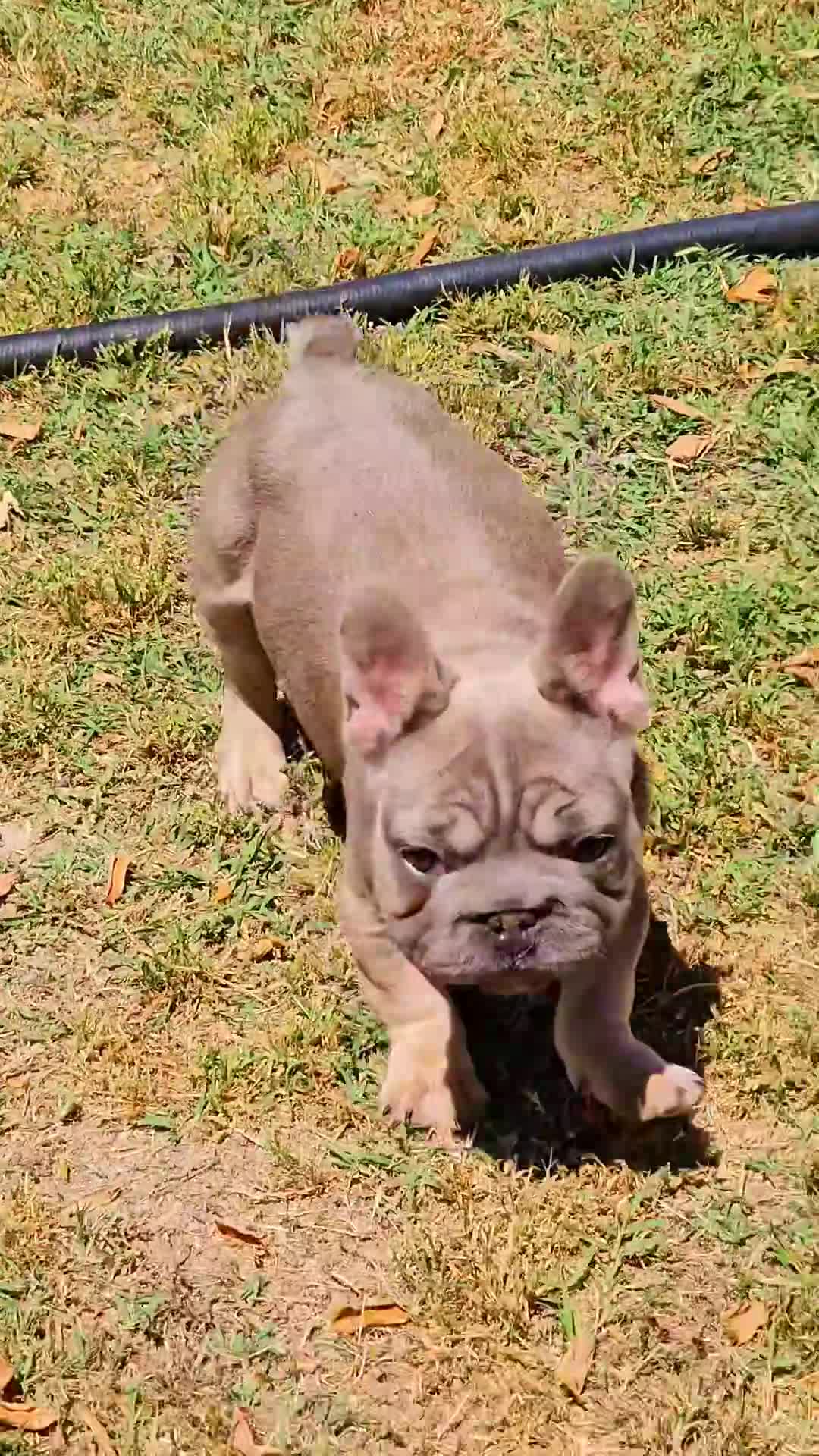 French Bulldog dogs for sale: French Bulldog Puppy 2 - Video 1