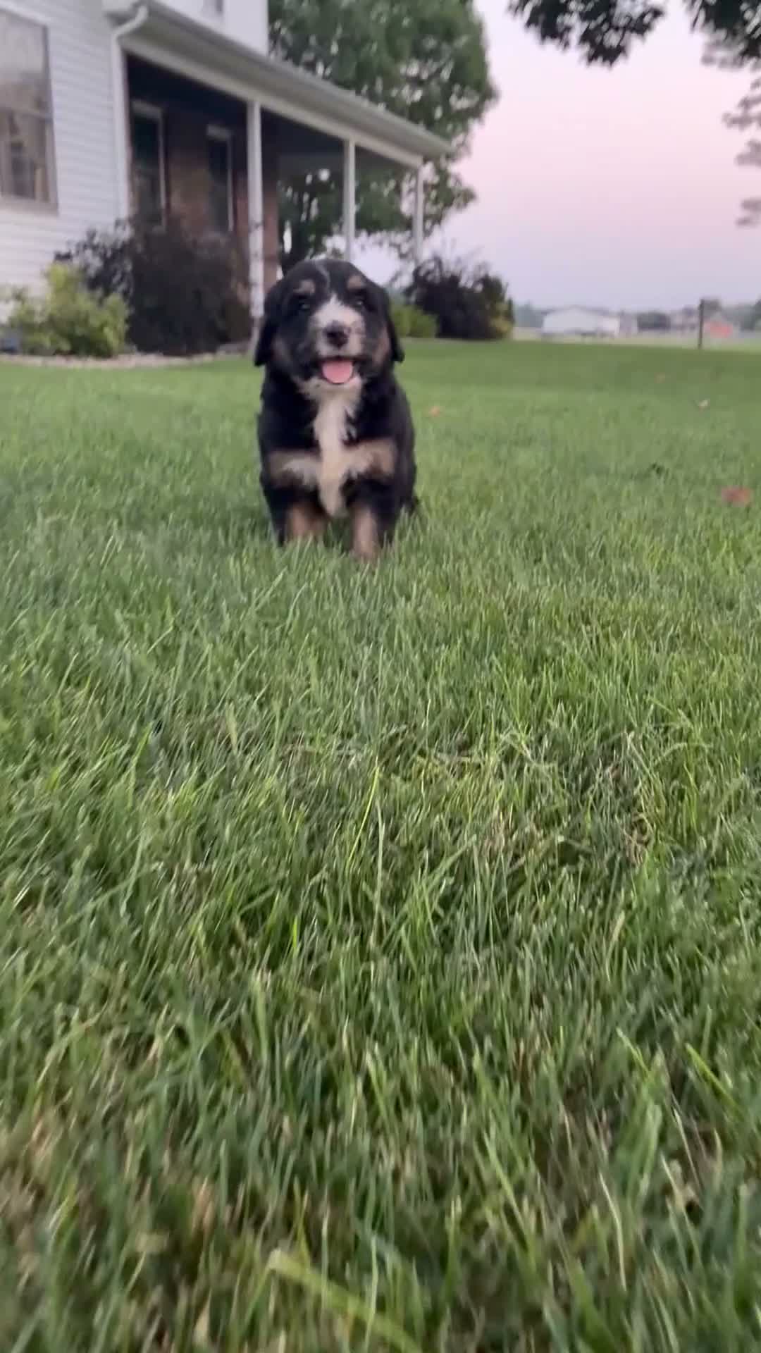 Bernedoodle dogs for sale: Timber - Video 1
