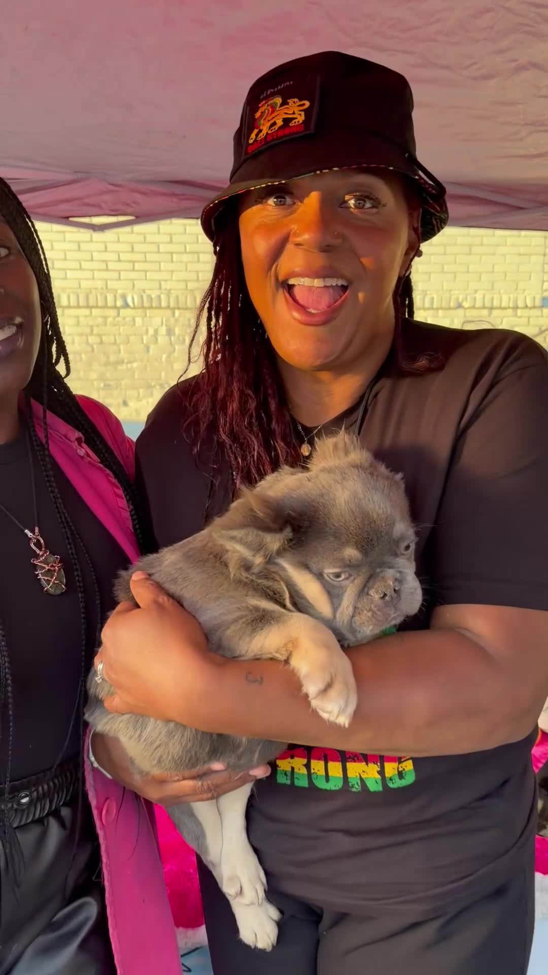 French Bulldog dogs for sale: Rocky - Rare Lilac Tan Visual Fluffy French Bulldog – Green Eyes 💎 - Video 6