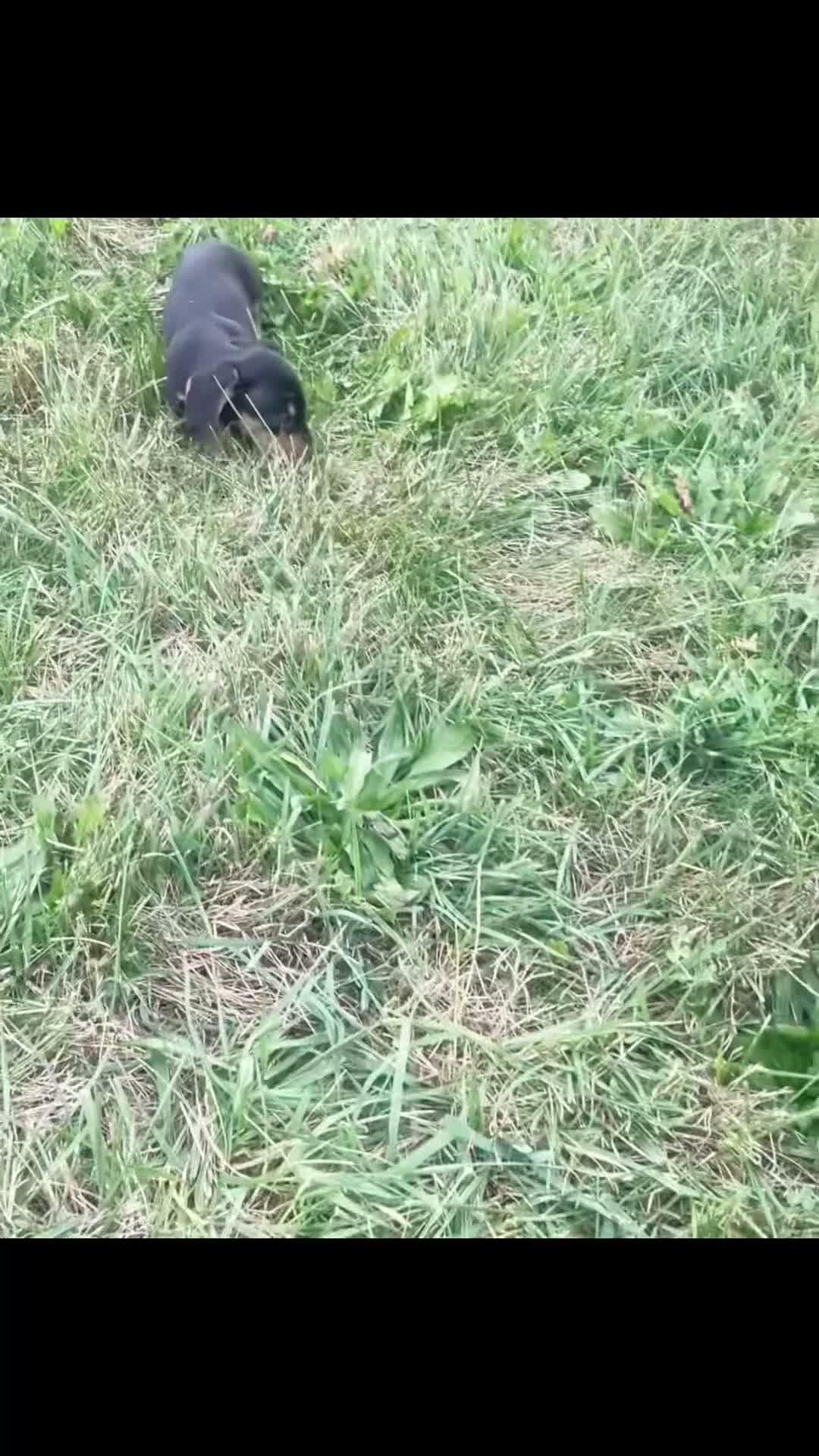 Miniature Dachshund dogs for sale: Pixiebean AKC - Video 1