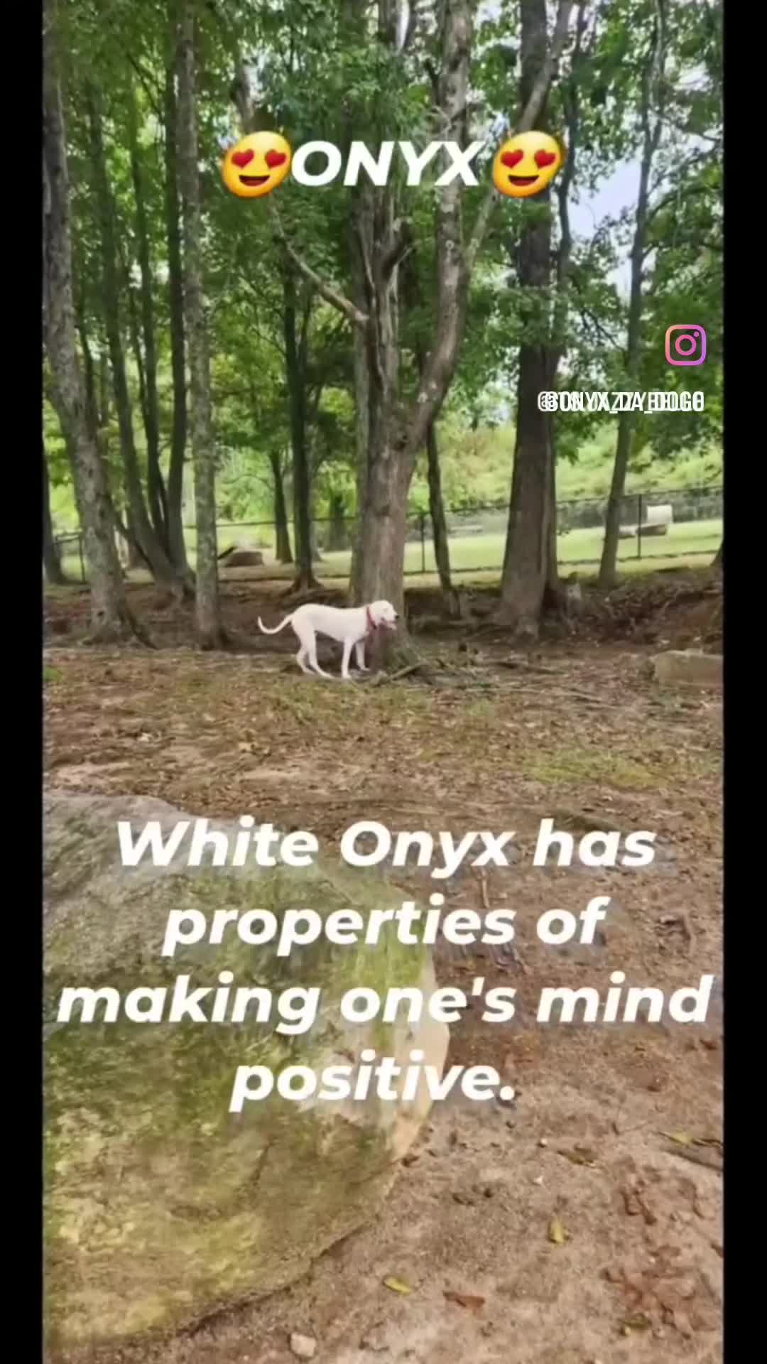 Dogo Argentino dogs for stud: FOR STUD SERVICES  - Video 1