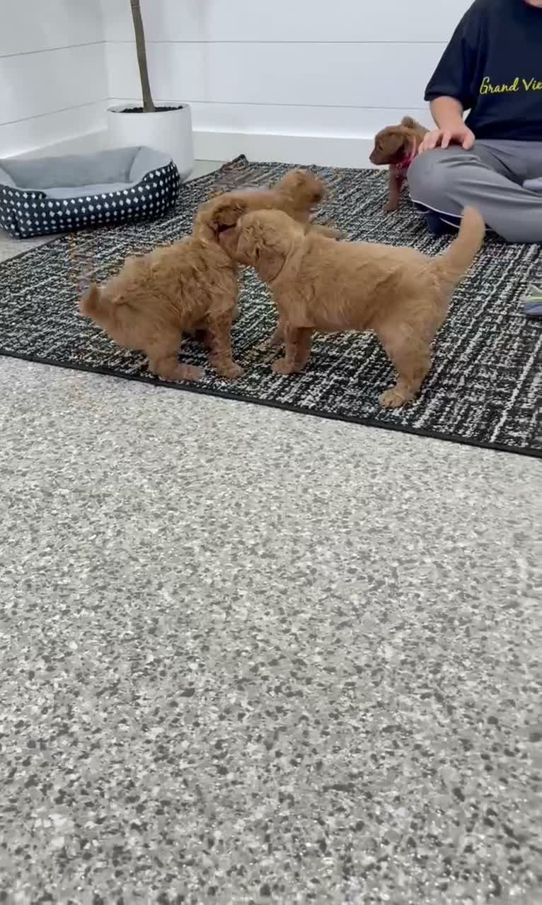 Mini Goldendoodle dogs for sale: Tori  💕🐶 - Video 2