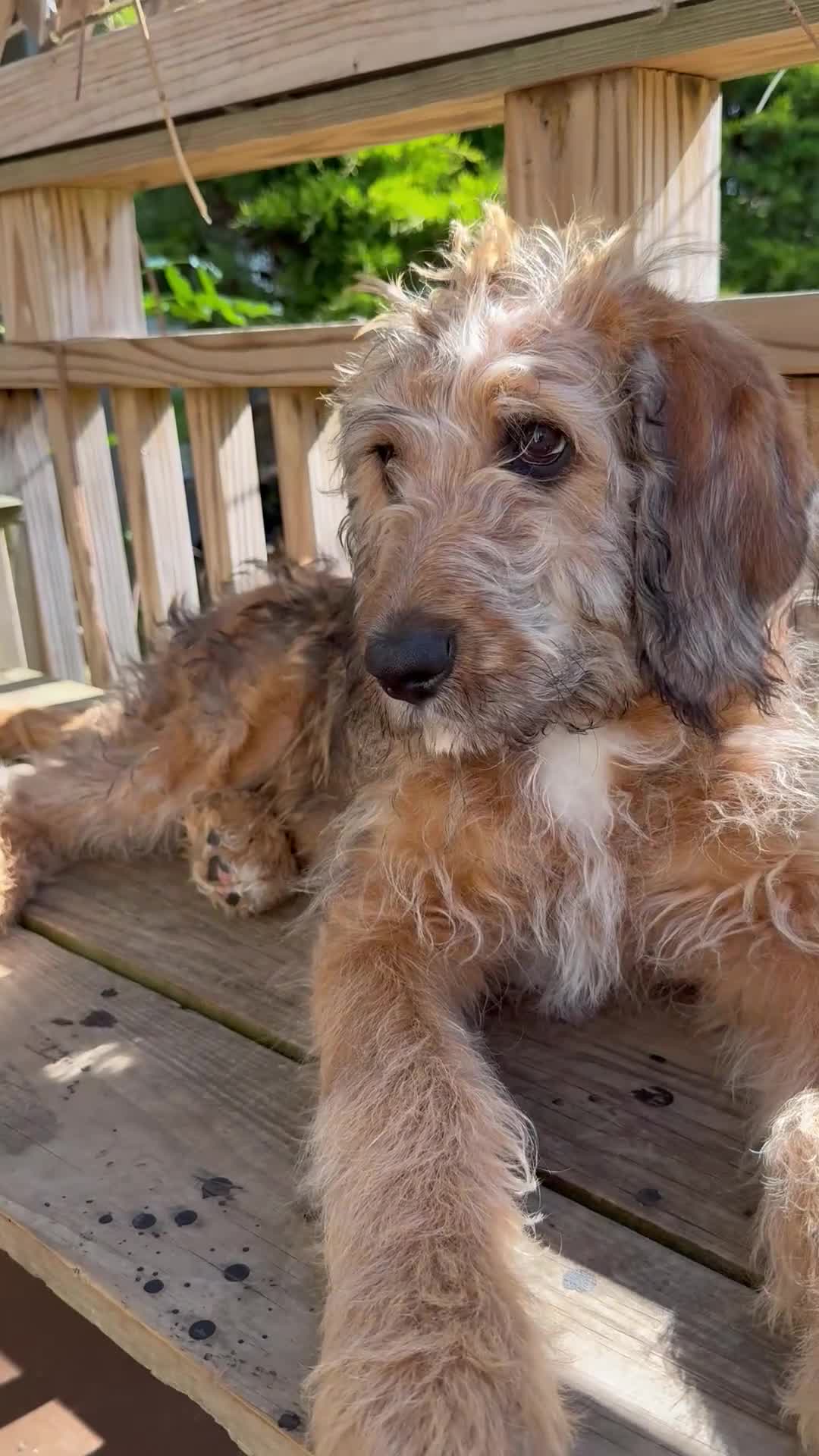 Mixed Breed dogs for sale: Sofie - Video 1