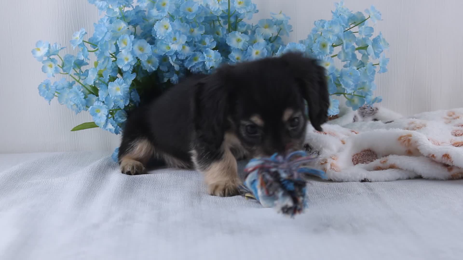 Miniature Dachshund dogs for sale: Garrison - Video 1