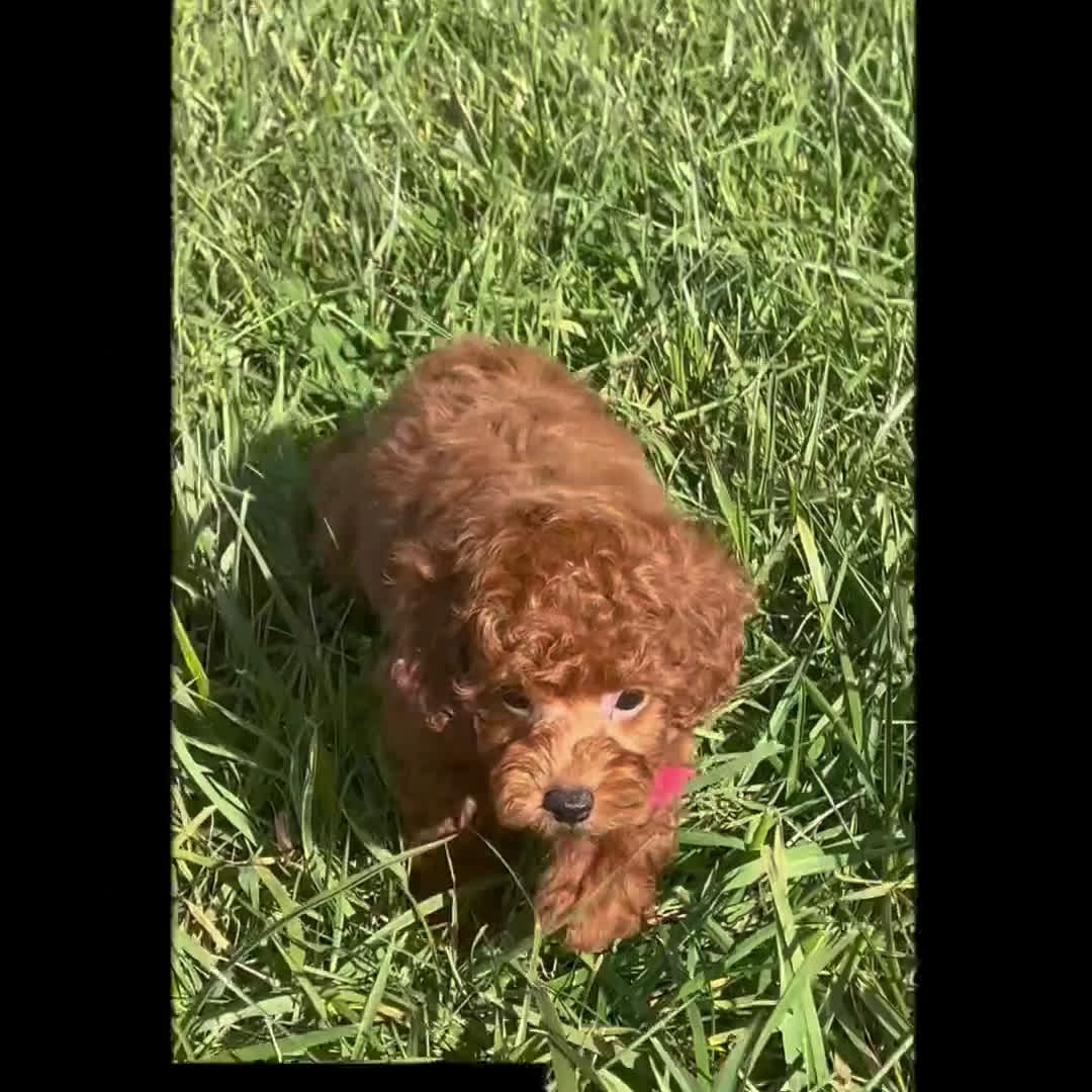 Toy Poodle dogs for sale: Vivi - Video 1