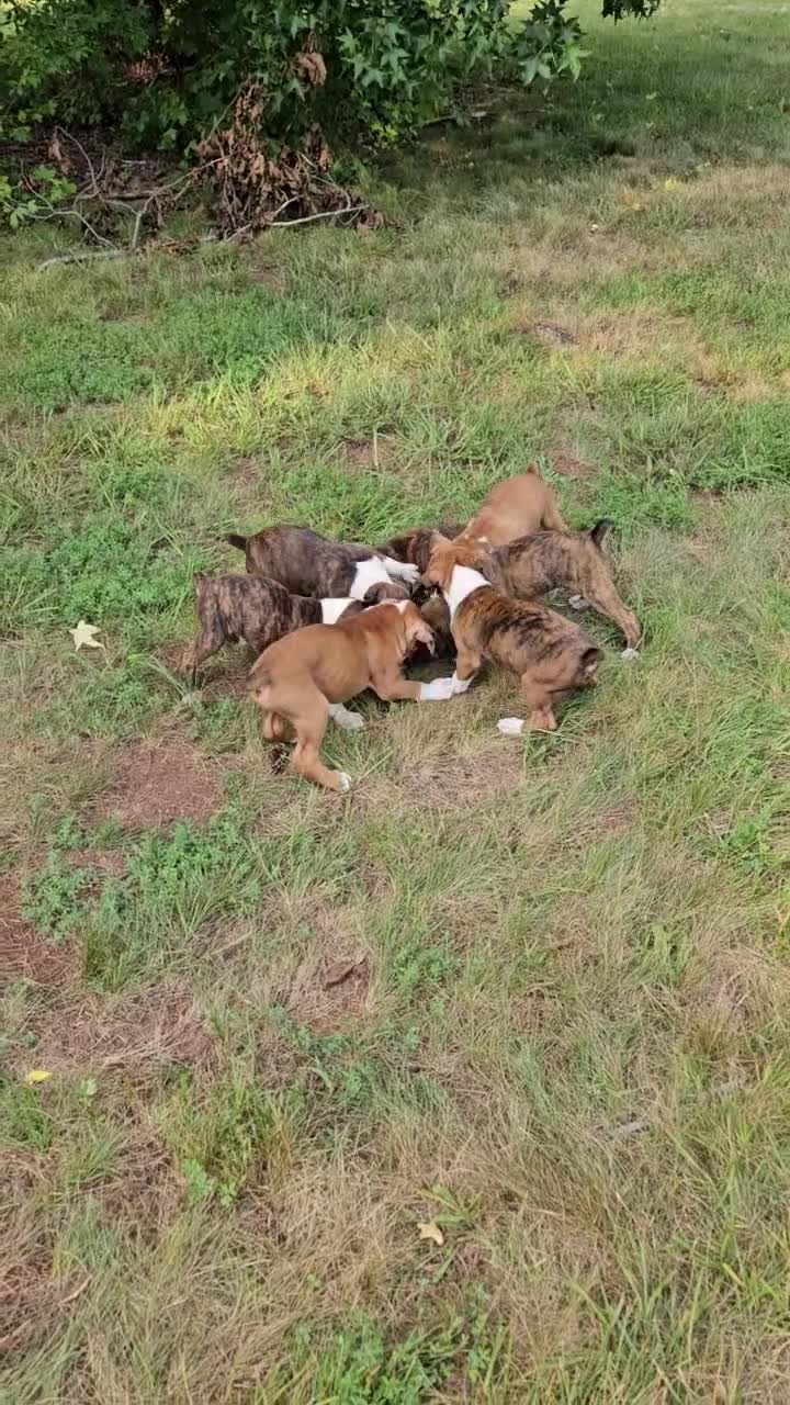 Boxer dogs for sale: Boxer 5 - Video 1