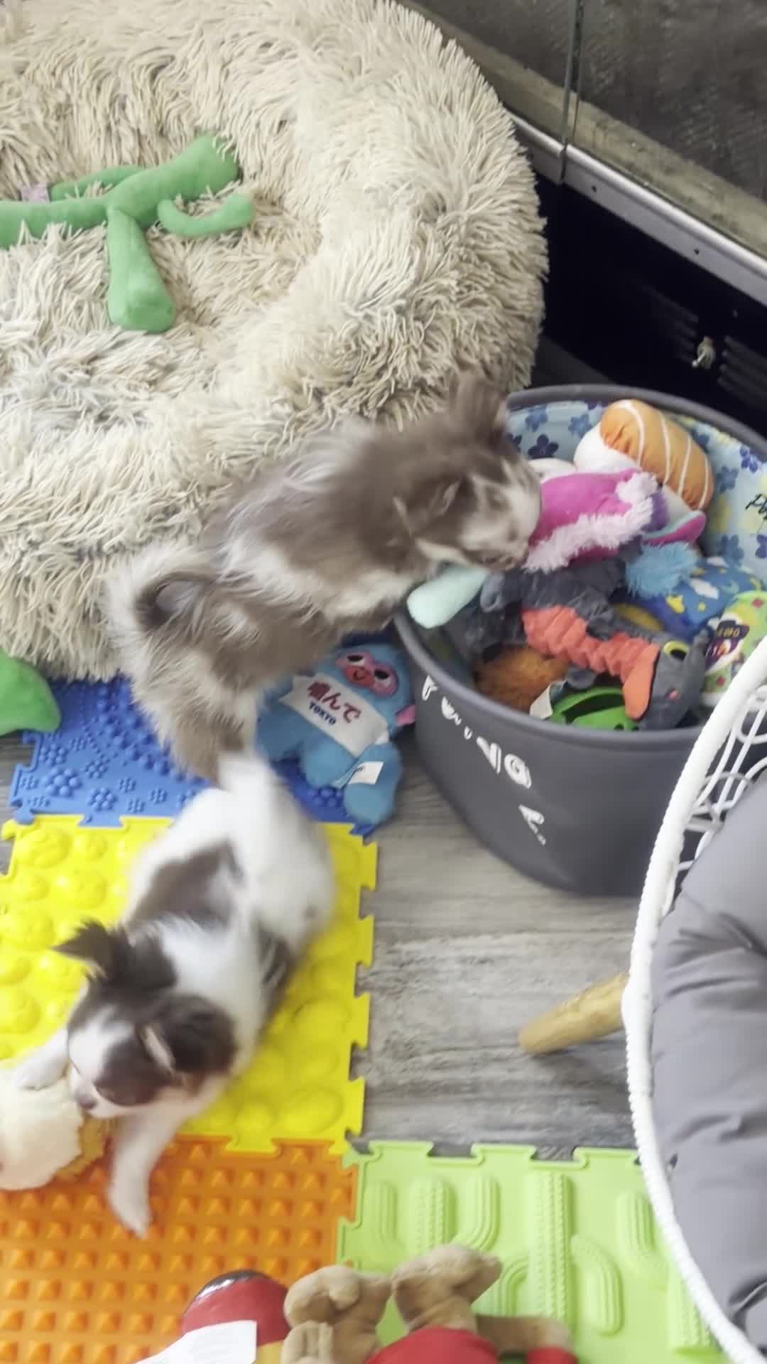 Chihuahua dogs for sale: Katrina - Video 1