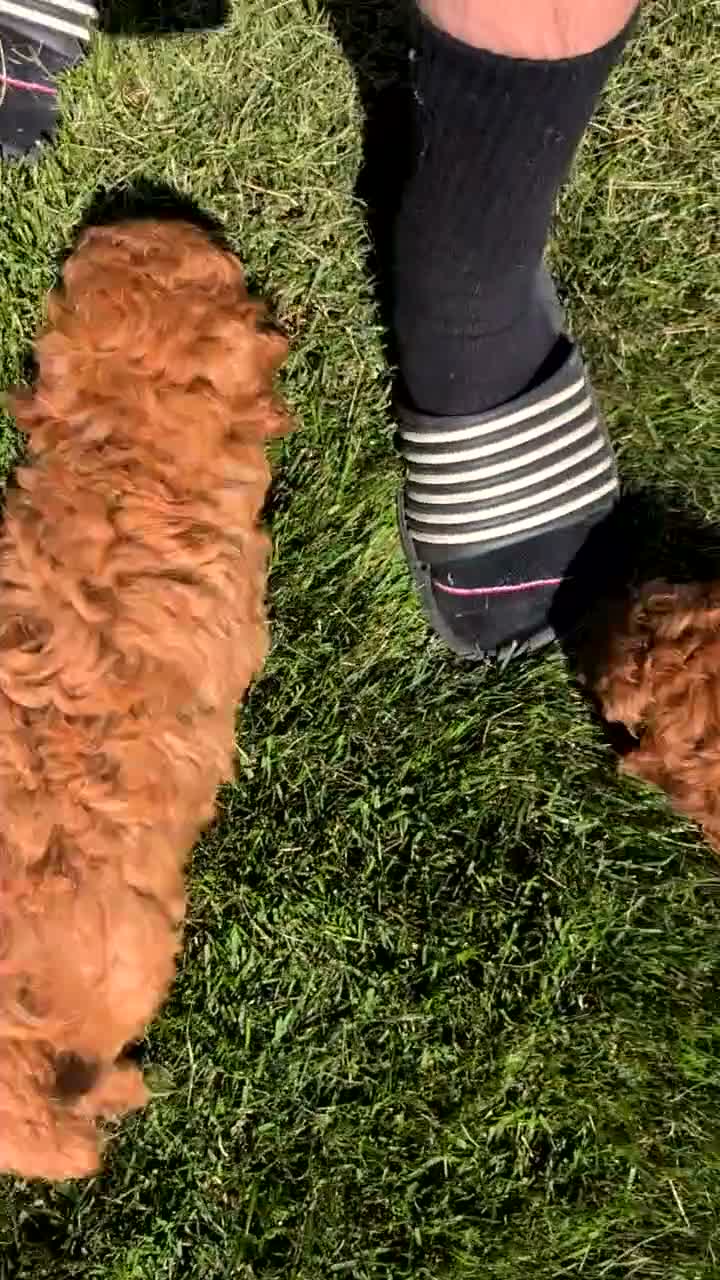 Toy Poodle dogs for sale: Tommy - Video 1