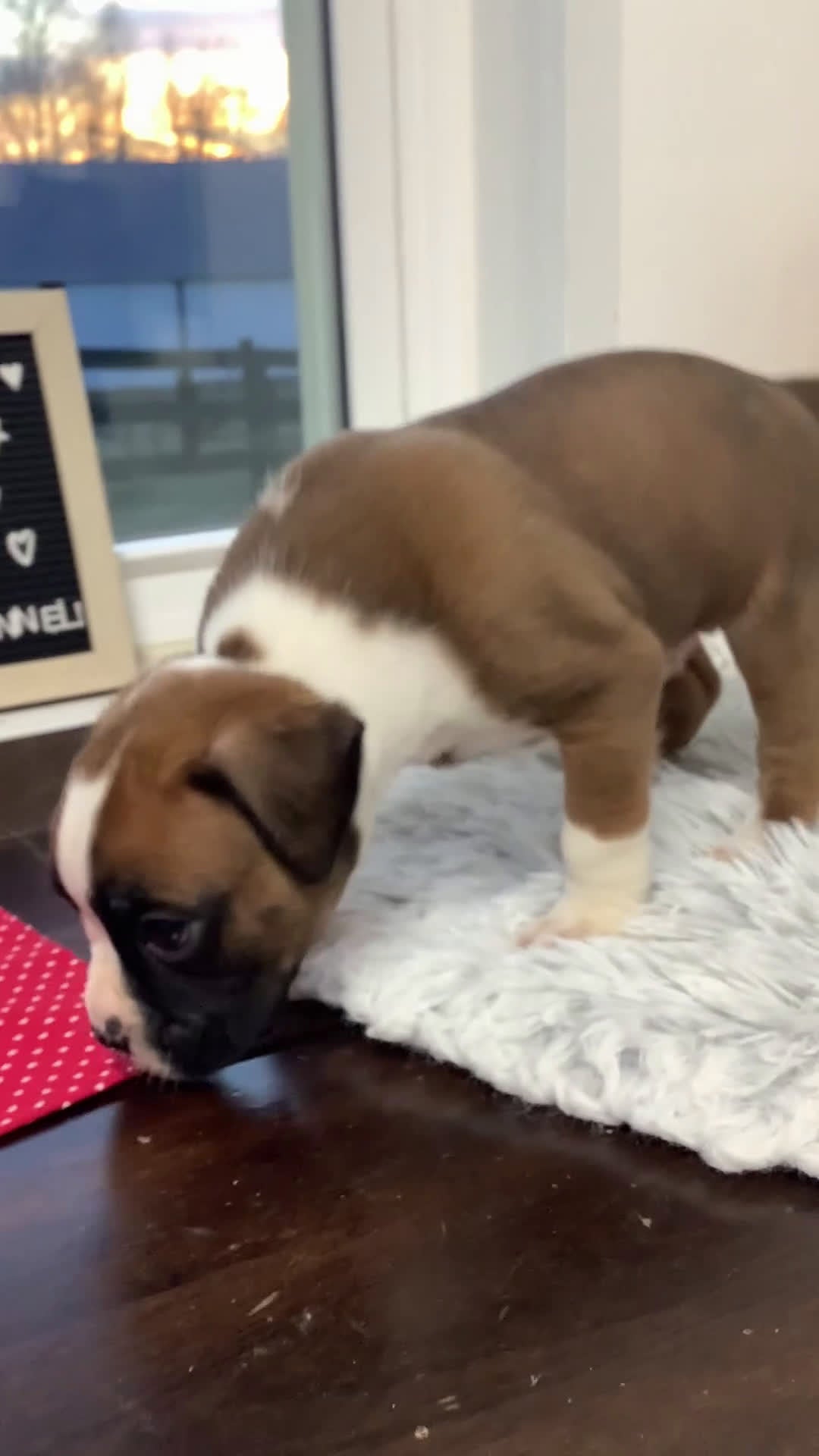 Boxer dogs for sale:  Hank Puppy 1 - Video 2