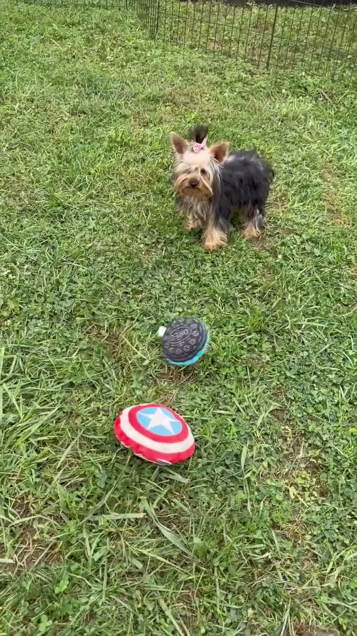 Yorkshire Terrier dogs for sale: Nicole Yorkshire Terrier  - Video 1