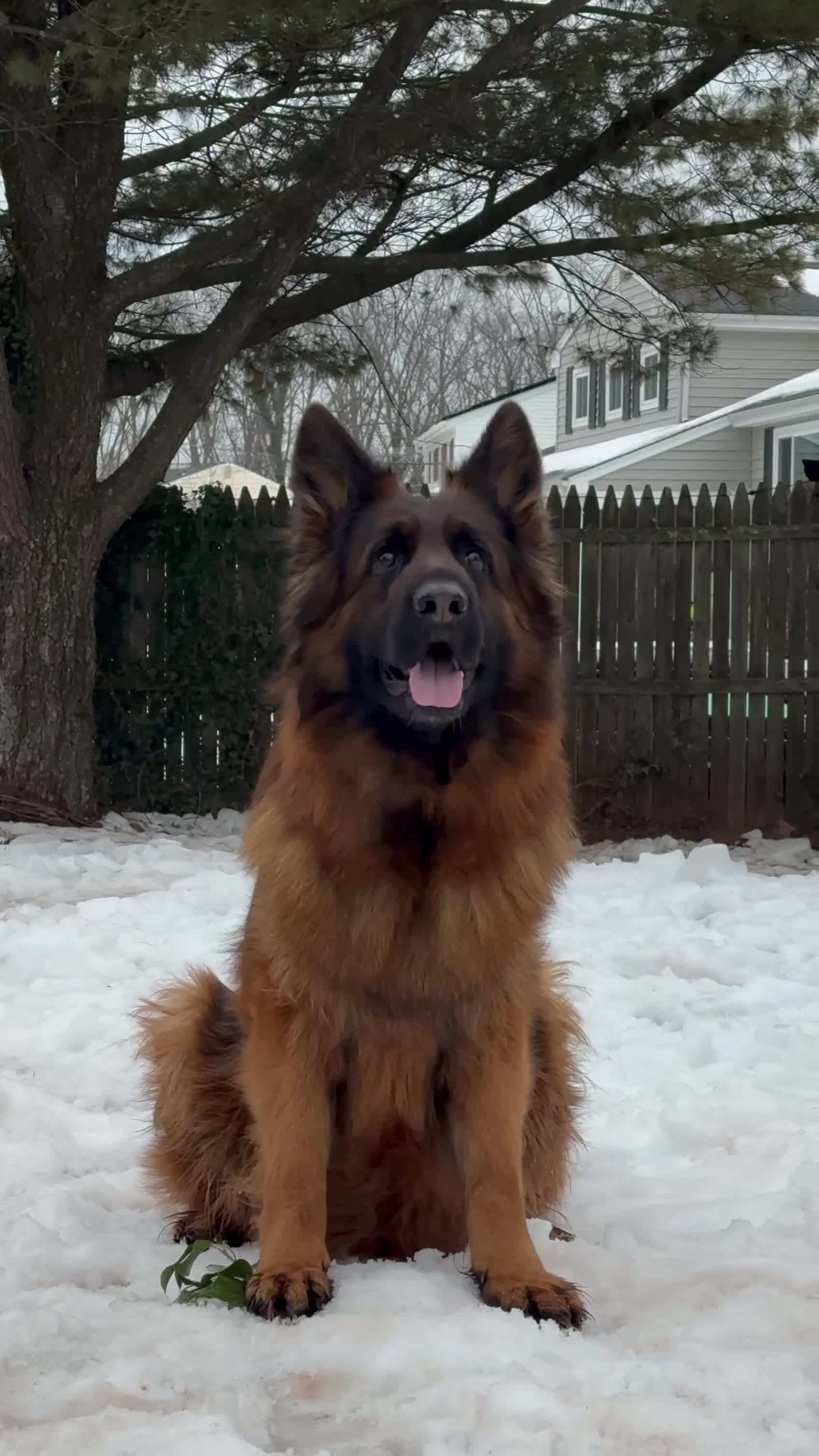 German Shepherd dogs for sale: Xena - Video 2