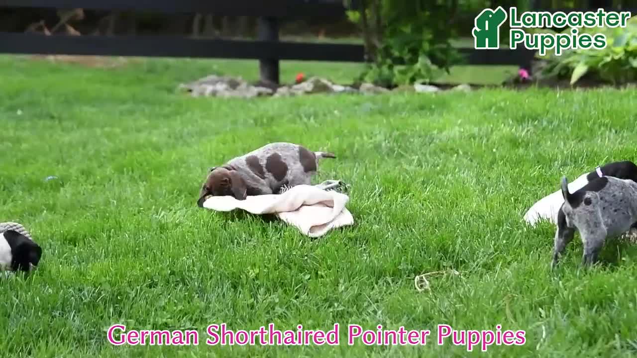 German Shorthaired Pointer dogs for sale: Petunia - Video 1