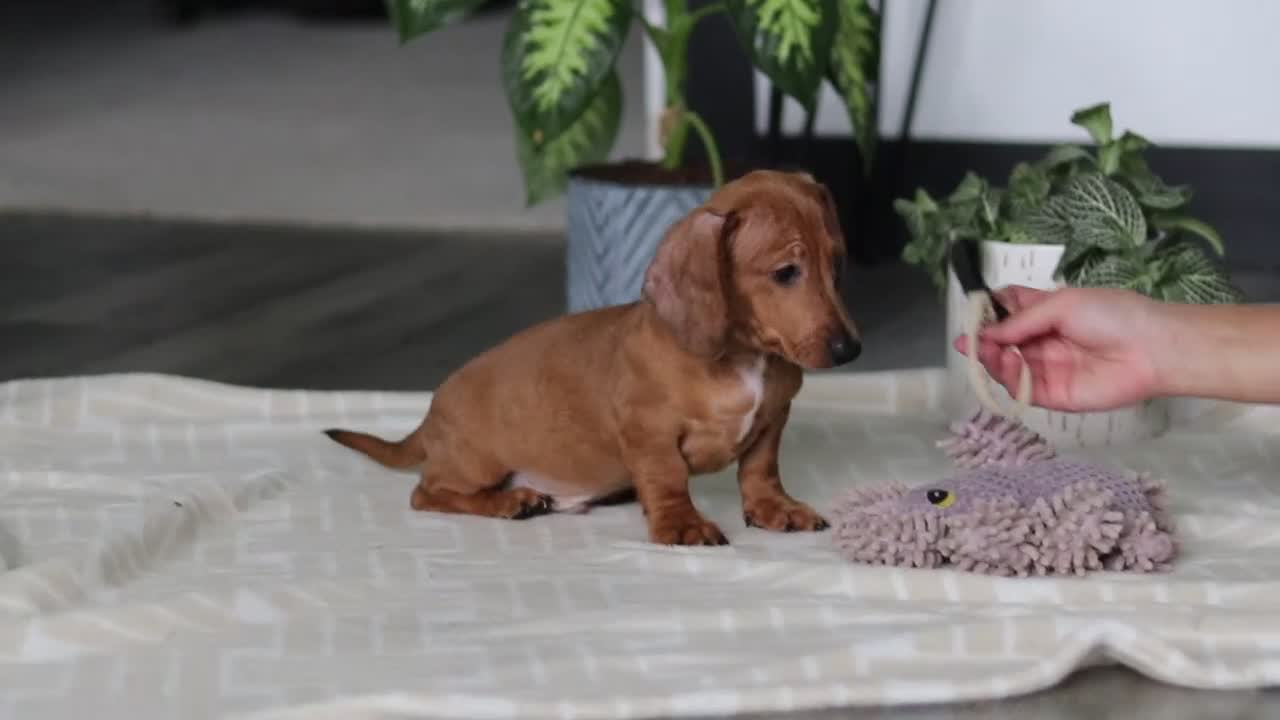 Miniature Dachshund dogs for sale: Ace - Video 1