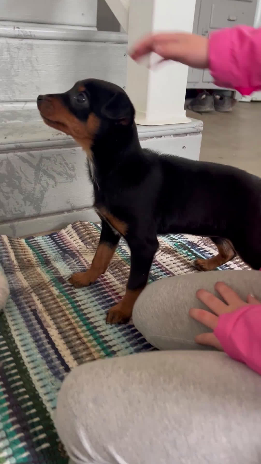 Miniature Pinscher dogs for sale: Megan - Video 1