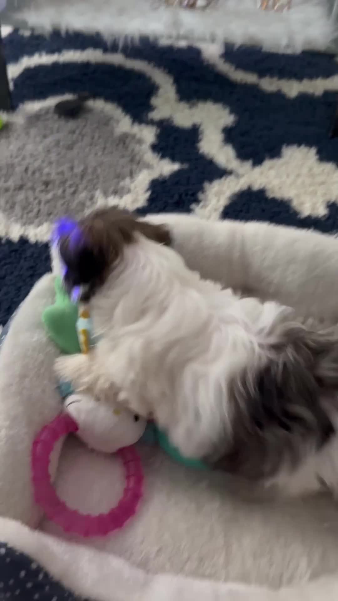 Shih Tzu dogs for sale: Shih Tzu  - Video 1