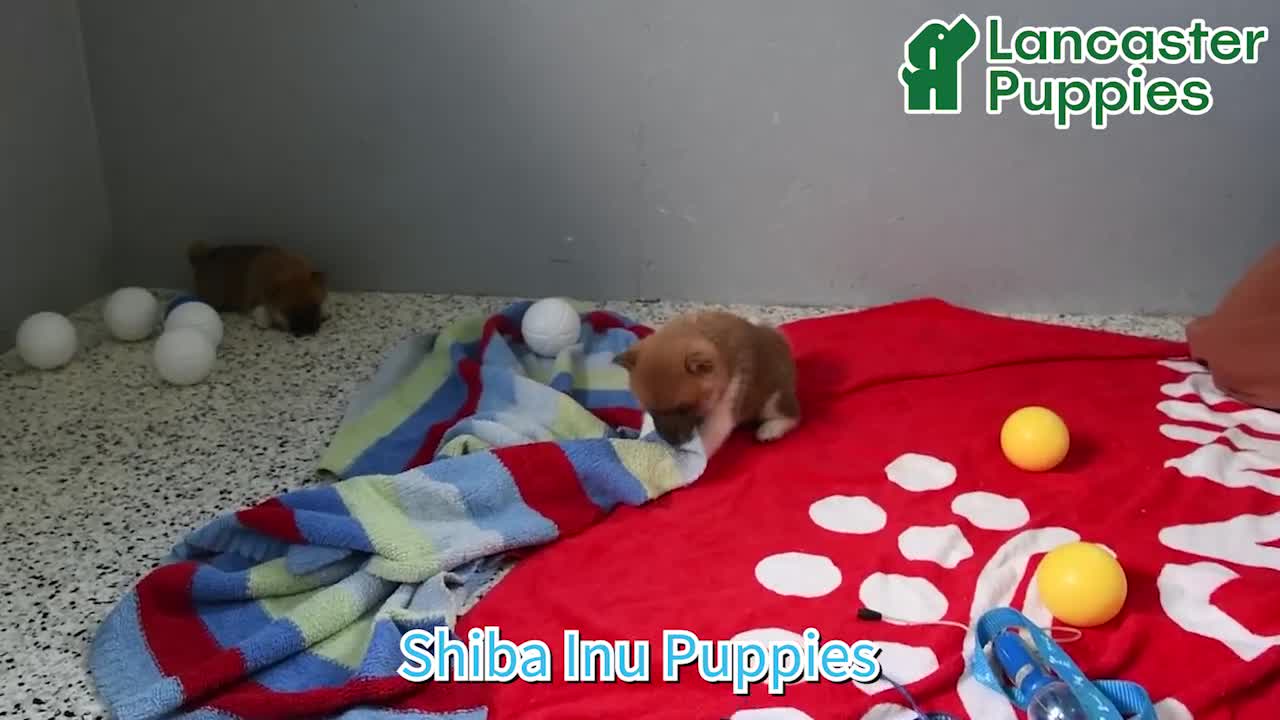 Shiba Inu dogs for sale: Jean - Video 1