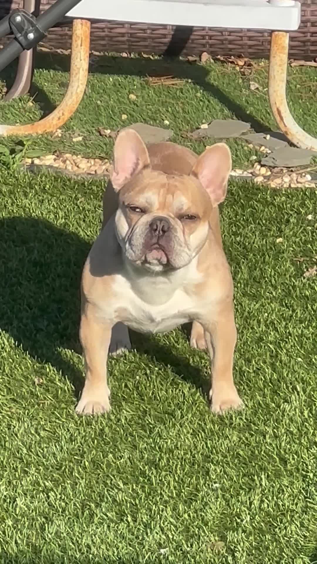 French Bulldog dogs for stud: King Midas (King) - Stud - Video 1