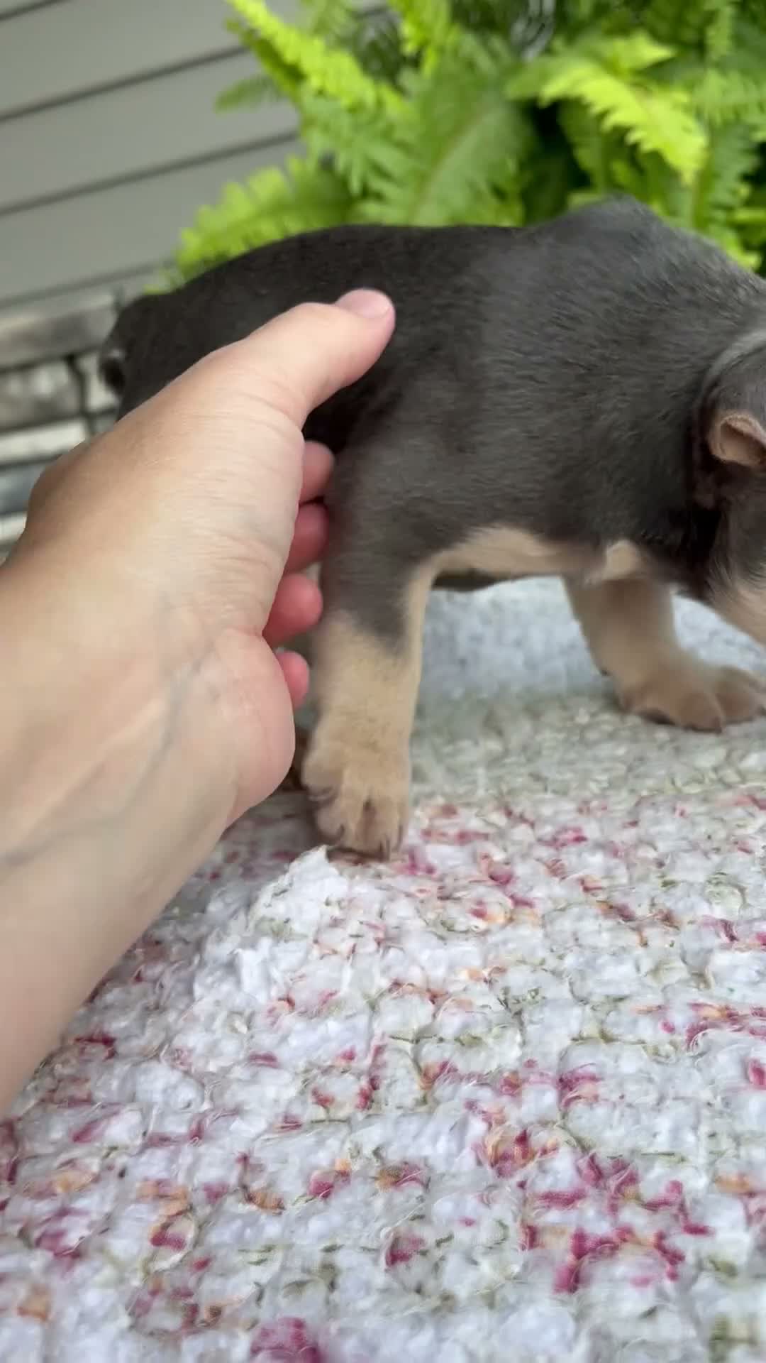 French Bulldog dogs for sale: Rocky - Video 1