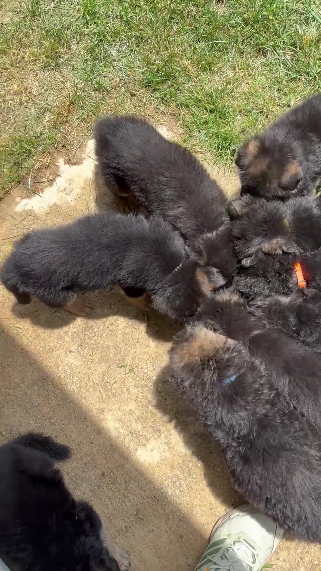 German Shepherd dogs for sale: Maple (Orange Collar) - Video 1