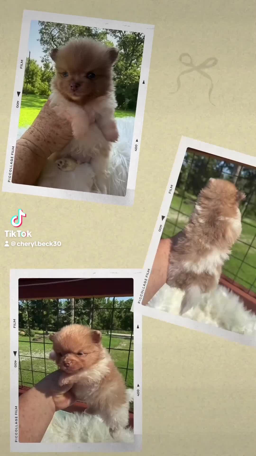 Pomeranian dogs for sale: #1 - Video 1