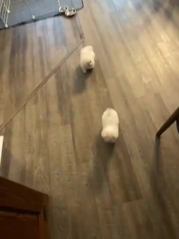 Maltese dogs for sale: Teacup Jace - Video 1