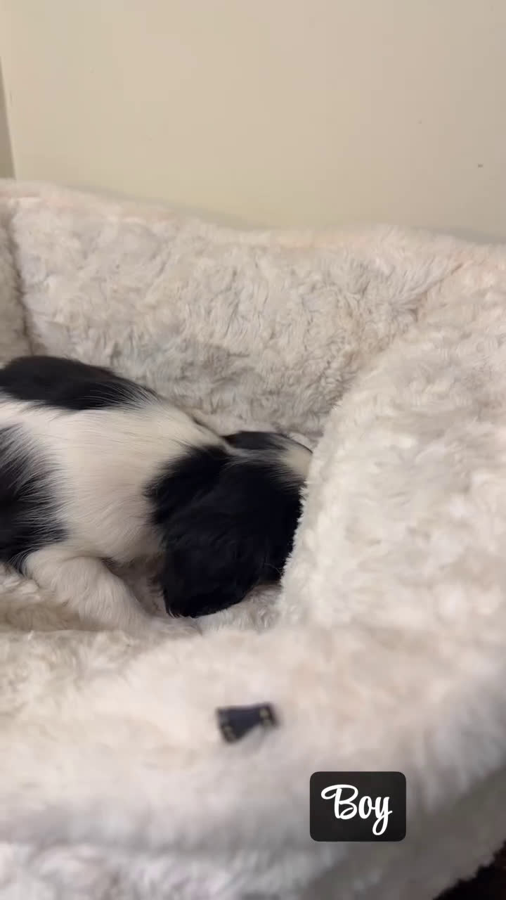 Cavalier King Charles Spaniel dogs for sale: Noodles  - Video 1