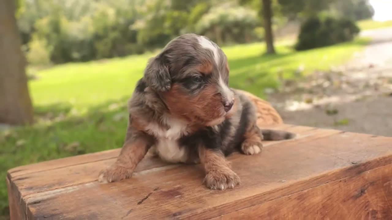 Mini Bernedoodle dogs for sale: Cornell F1 Mini Bernedoodle  - Video 2