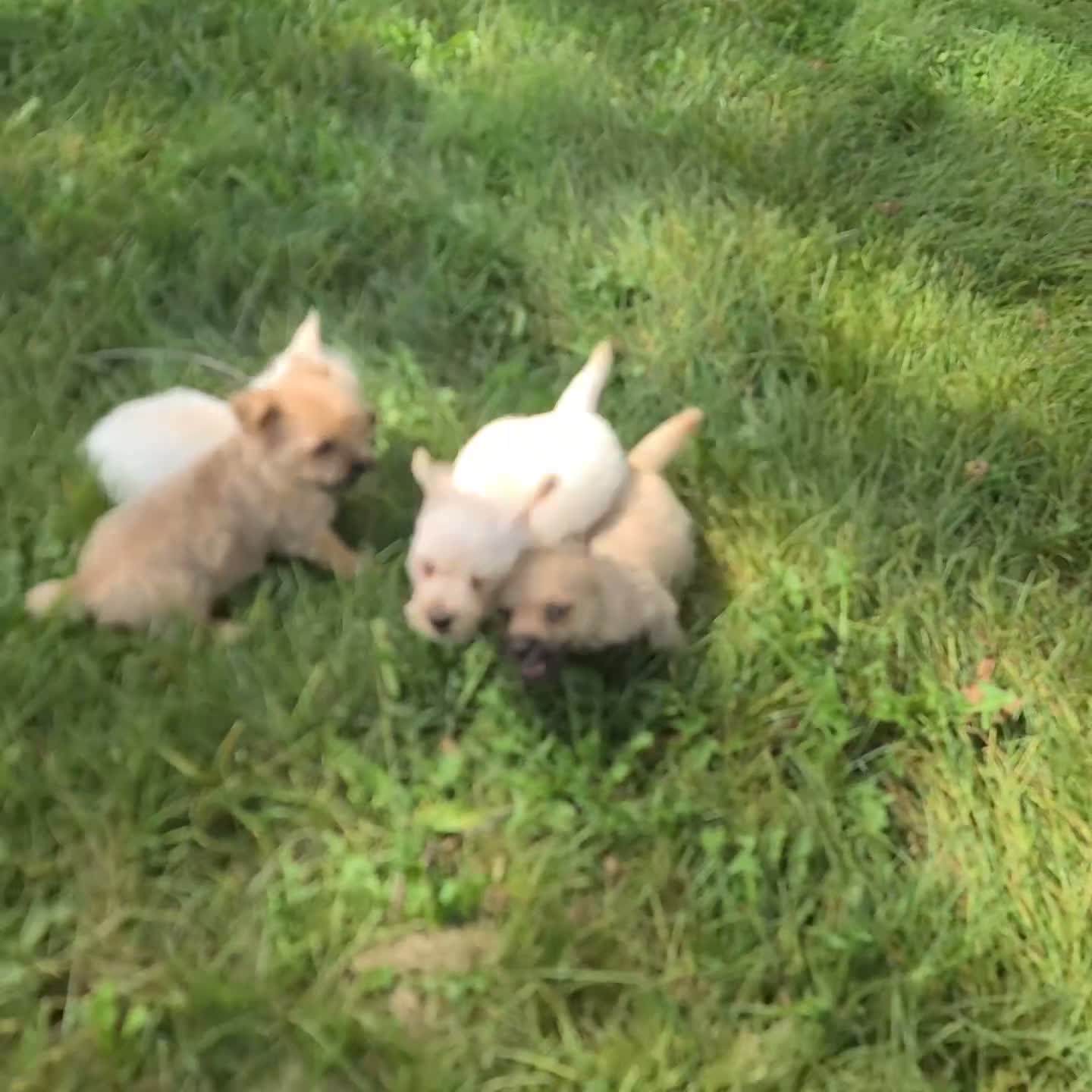 Cairn Terrier dogs for sale: Ava - Video 1
