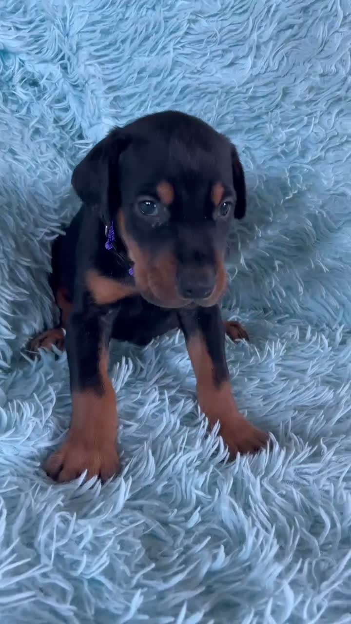 Doberman Pinscher dogs for sale: Doberman Pinscher 5 - Video 1