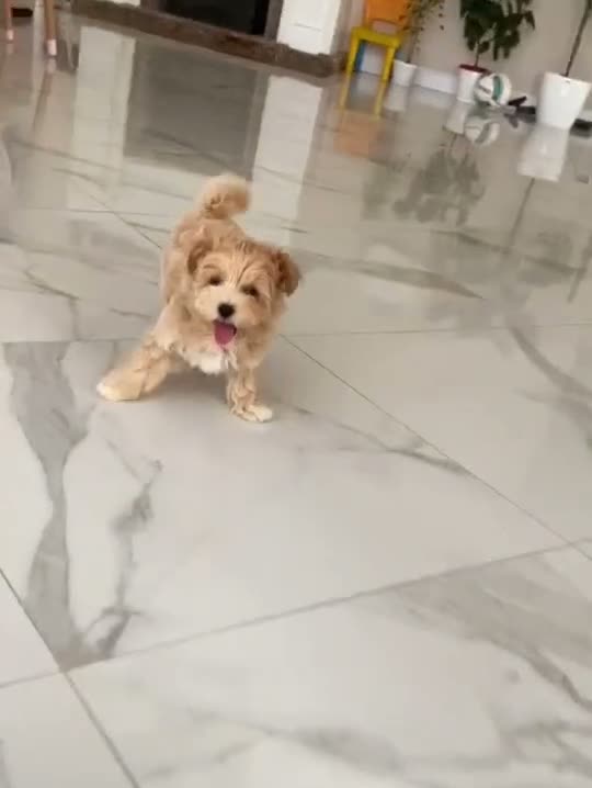 Maltipoo dogs for sale: Danny - Video 1
