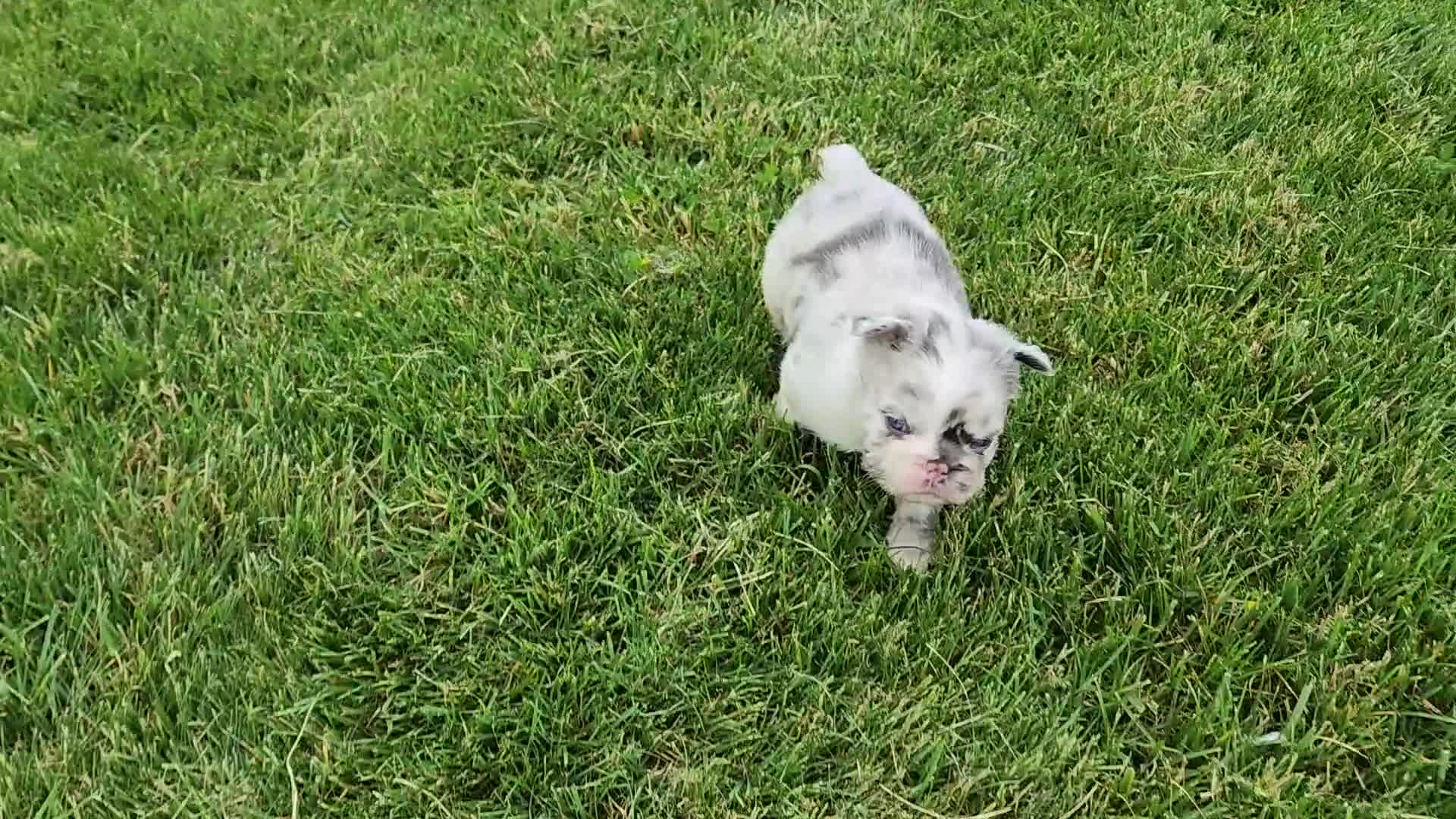 French Bulldog dogs for sale: Josie - Video 1