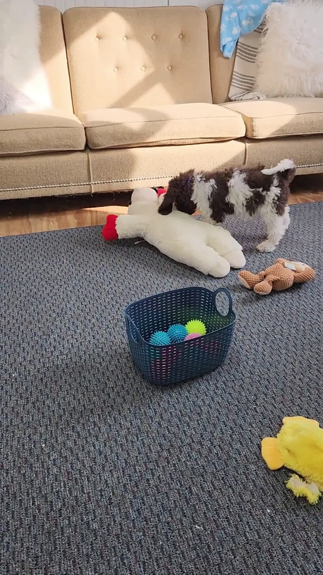 Labradoodle dogs for sale: Diana - F1B - Video 1