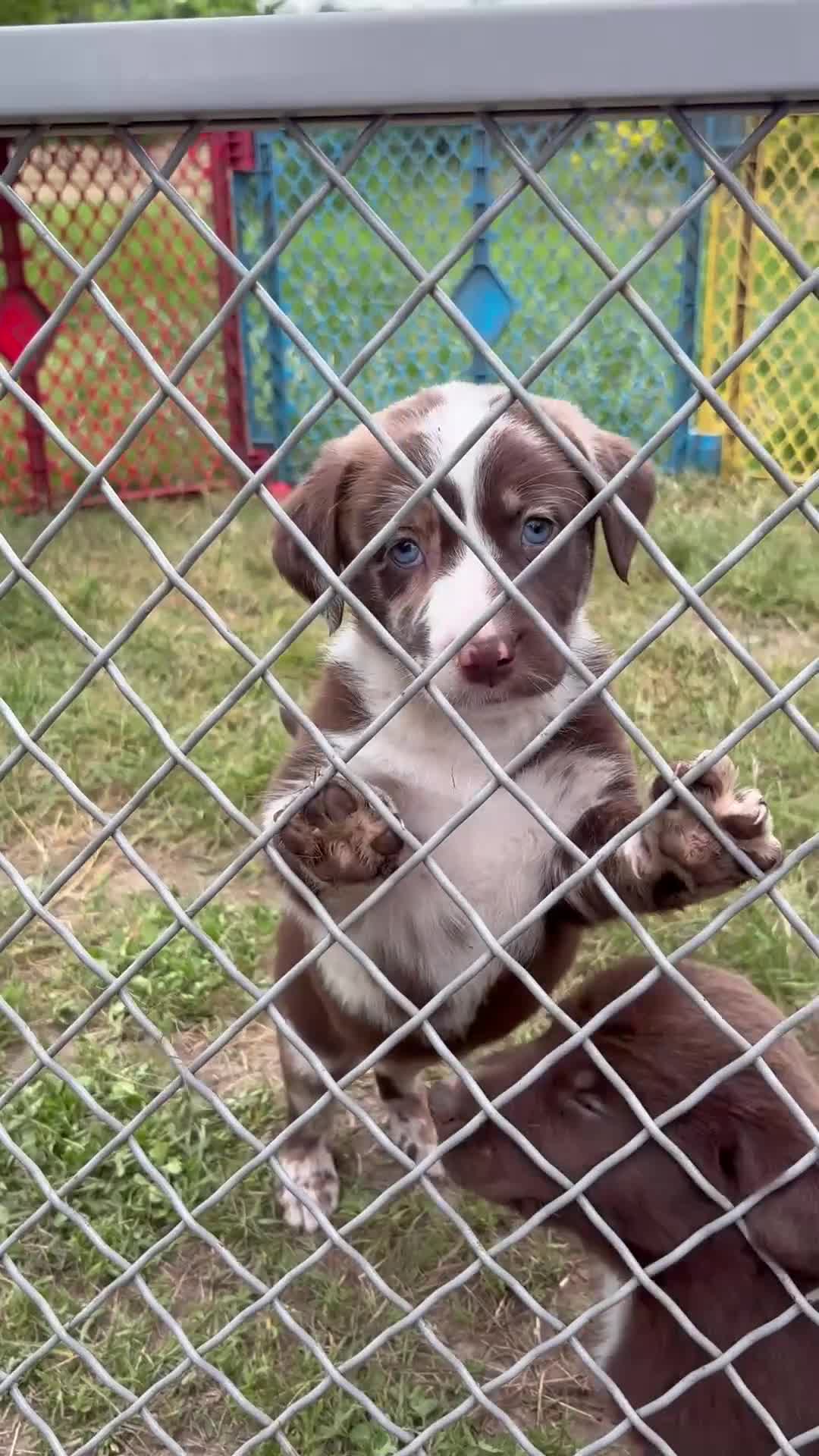 Mixed Breed dogs for sale: Mixed Breed Puppy 1 - Video 1