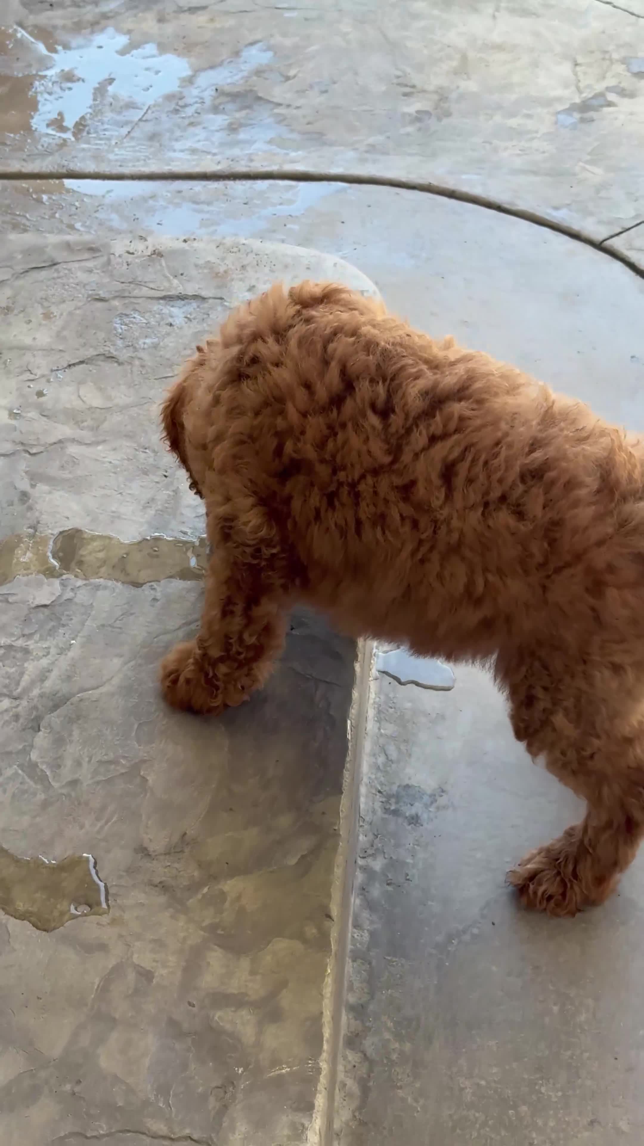 Labradoodle dogs for sale: Labradoodle 1 - Video 2