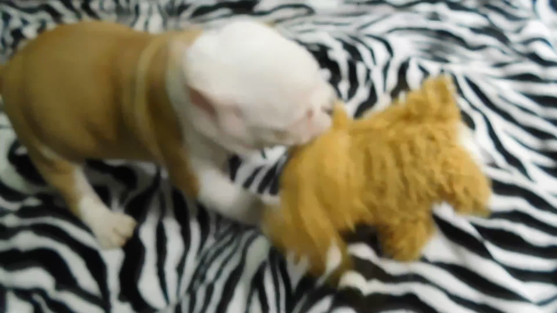 Mixed Breed dogs for sale: Bruno - Video 1