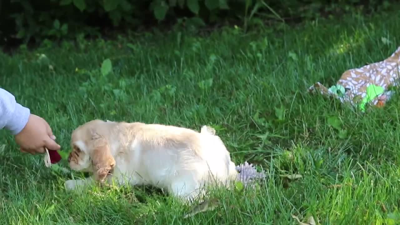 Cocker Spaniel dogs for sale: Clark - Video 1