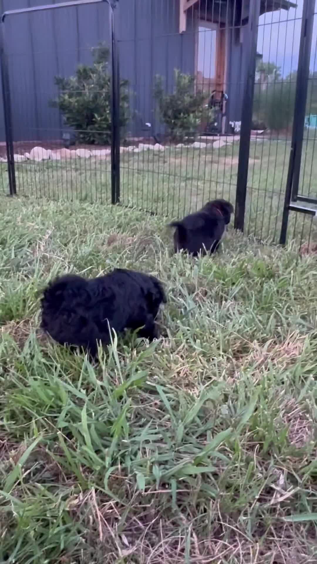 Mini Aussiedoodle dogs for sale: Mini Petite Aussiedoodle Female - Video 1
