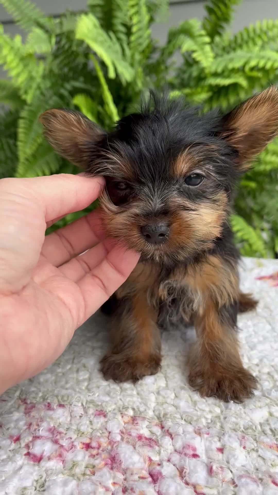 Yorkshire Terrier dogs for sale: Tammy - Video 1