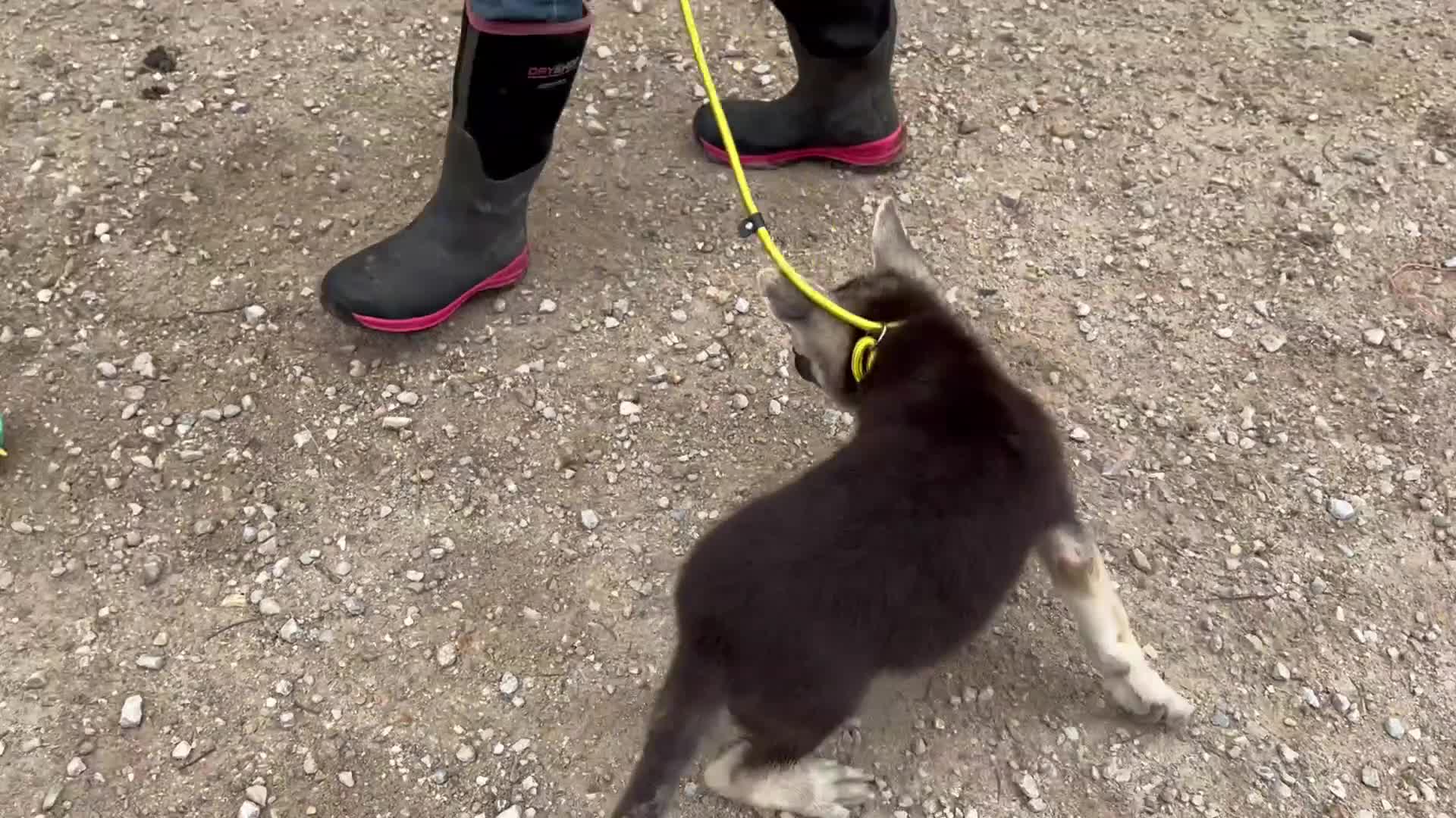 German Shepherd dogs for sale: Sandy - Video 3