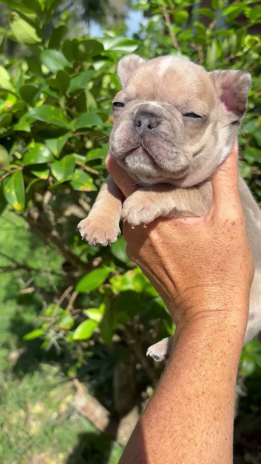French Bulldog dogs for sale: Mohawk  - Video 1