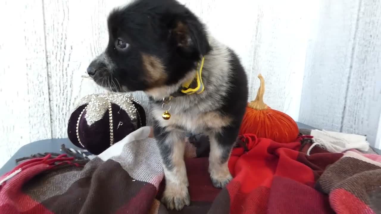 Australian Cattle Dog dogs for sale: Australian Cattle Dog 3 Ollie - Video 1