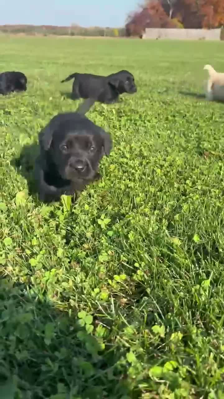 Labrador Retriever dogs for sale: Labrador Retriever 7 - Video 2