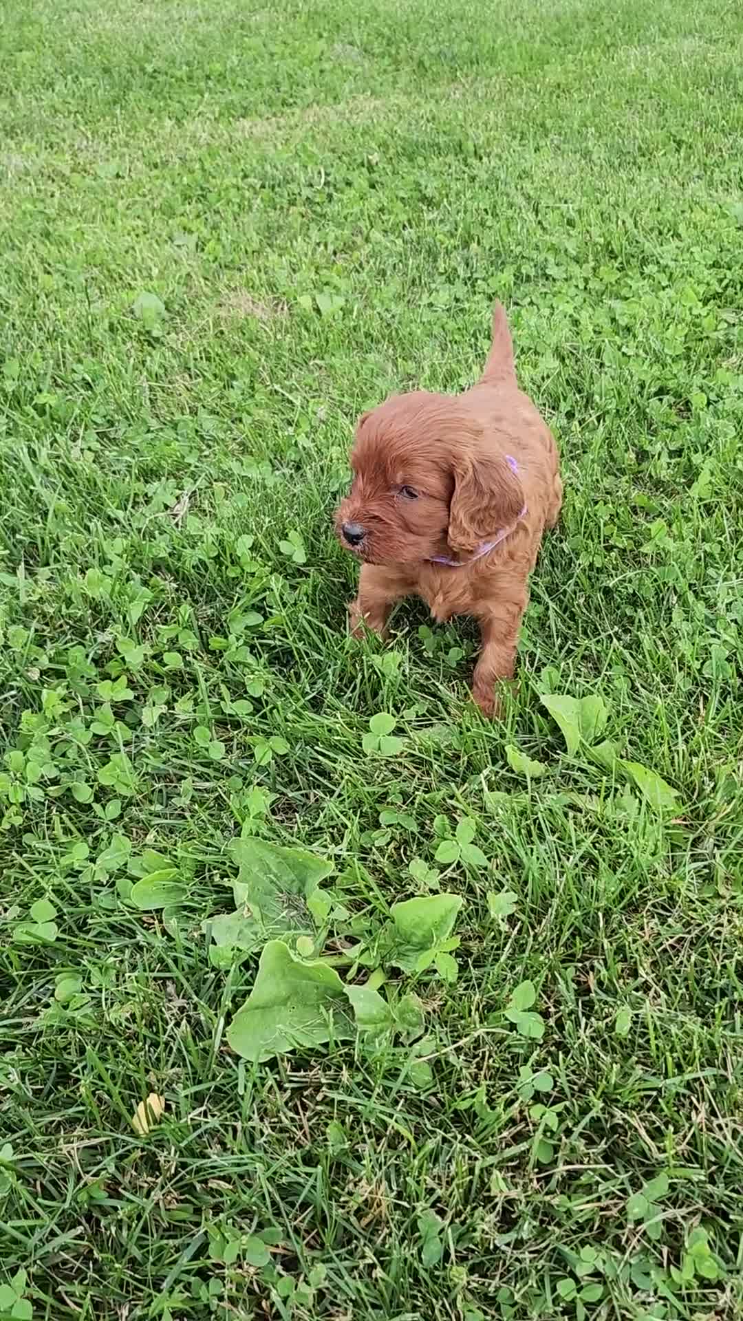 Cavapoo dogs for sale: Fern  - Video 1